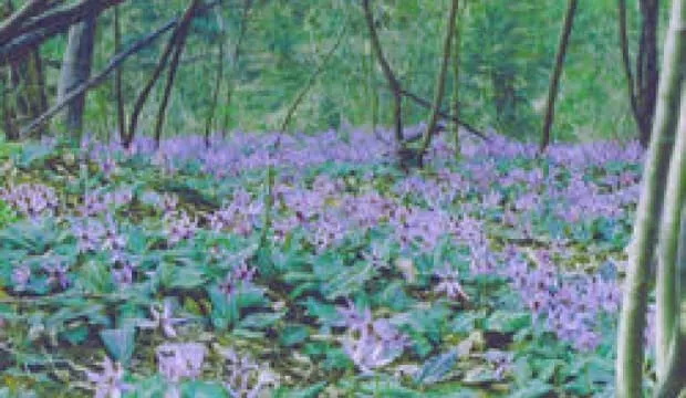 かたくりの花の群生している風景写真