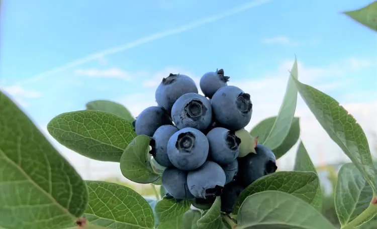 青空の下で実る新鮮なブルーベリー